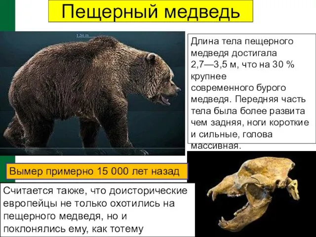 Пещерный медведь Длина тела пещерного медведя достигала 2,7—3,5 м, что на
