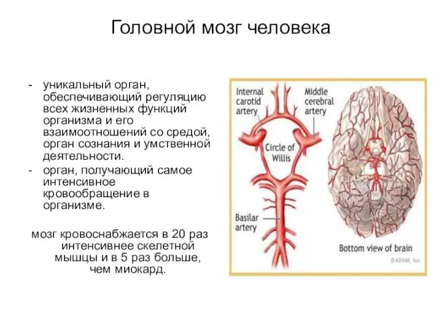 Головной мозг человека уникальный орган, обеспечивающий регуляцию всех жизненных функций организма