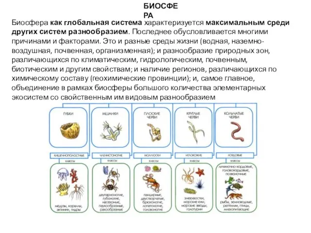 БИОСФЕРА Биосфера как глобальная система характеризуется максимальным среди других систем разнообразием.