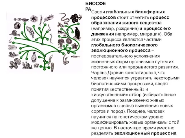 БИОСФЕРА Среди глобальных биосферных процессов стоит отметить процесс образования живого вещества