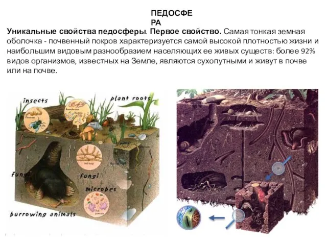 ПЕДОСФЕРА Уникальные свойства педосферы. Первое свойство. Самая тонкая земная оболочка -