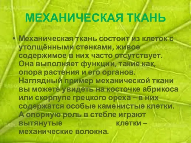 МЕХАНИЧЕСКАЯ ТКАНЬ Механическая ткань состоит из клеток с утолщёнными стенками, живое