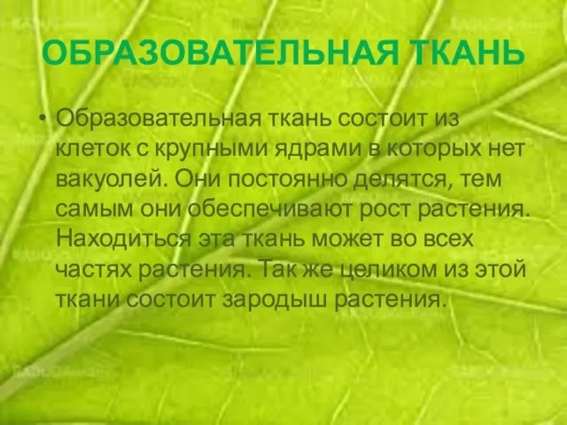 ОБРАЗОВАТЕЛЬНАЯ ТКАНЬ Образовательная ткань состоит из клеток с крупными ядрами в