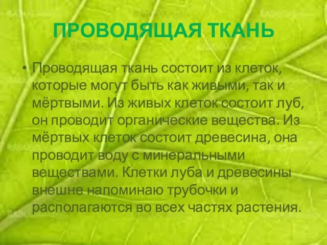 ПРОВОДЯЩАЯ ТКАНЬ Проводящая ткань состоит из клеток, которые могут быть как