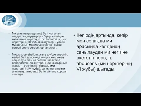 Ми аяғының медиалді беті жағынан, аяқаралық шұңкырдың бүйір жиегінде көз-кимыл нервтің,