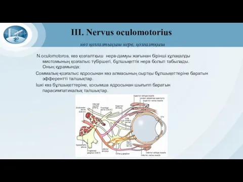 III. Nervus oculomotorius көз қозғалтықыш нерв, қозғалтқыш N.oculomotoros, көз қозғалтқыш нерв-дамуы