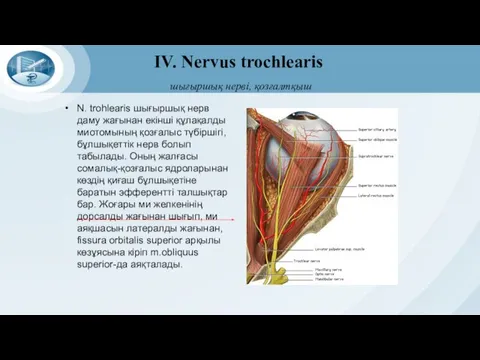IV. Nervus trochlearis шығыршық нерві, қозғалтқыш N. trohlearis шығыршық нерв даму