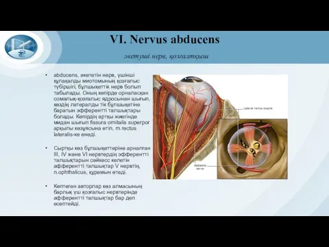 VI. Nervus abducens әкетуші нерв, қозғалтқыш abducens, әкететін нерв, үшінші құлақалды