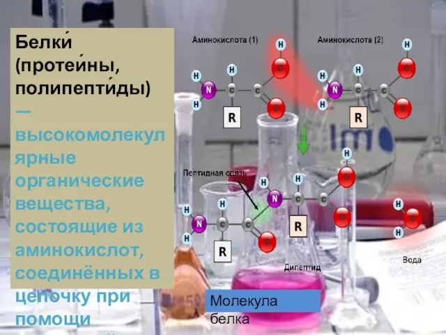 Белки́ (протеи́ны, полипепти́ды) — высокомолекулярные органические вещества, состоящие из аминокислот, соединённых