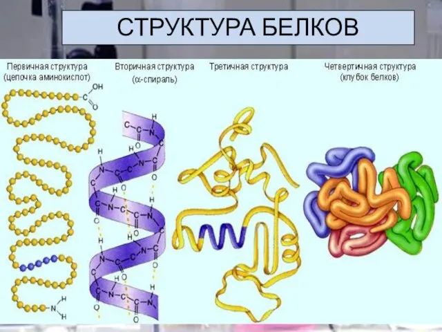 СТРУКТУРА БЕЛКОВ