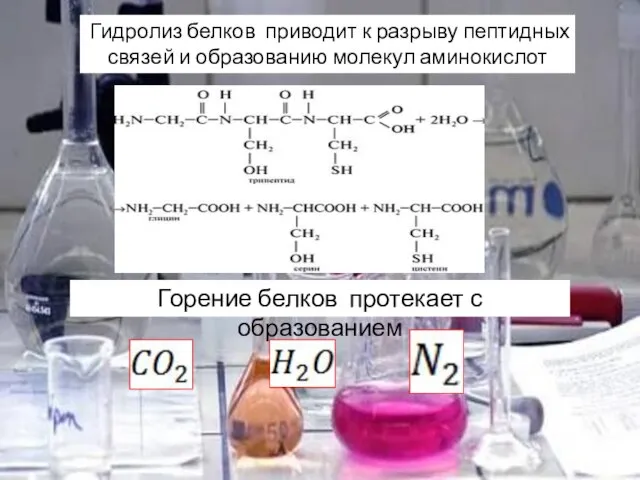 Гидролиз белков приводит к разрыву пептидных связей и образованию молекул аминокислот Горение белков протекает с образованием