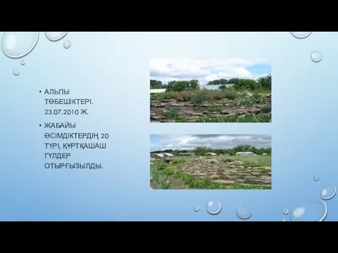 АЛЬПЫ ТӨБЕШІКТЕРІ. 23.07.2010 Ж. ЖАБАЙЫ ӨСІМДІКТЕРДІҢ 20 ТҮРІ, ҚҰРТҚАШАШ ГҮЛДЕР ОТЫРҒЫЗЫЛДЫ.