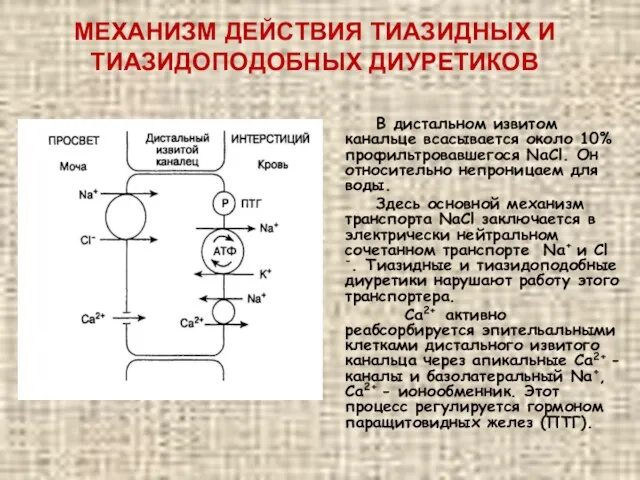 МЕХАНИЗМ ДЕЙСТВИЯ ТИАЗИДНЫХ И ТИАЗИДОПОДОБНЫХ ДИУРЕТИКОВ В дистальном извитом канальце всасывается