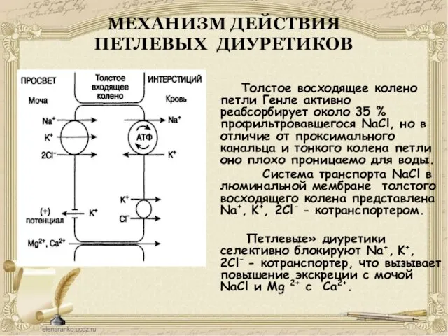 МЕХАНИЗМ ДЕЙСТВИЯ ПЕТЛЕВЫХ ДИУРЕТИКОВ Толстое восходящее колено петли Генле активно реабсорбирует