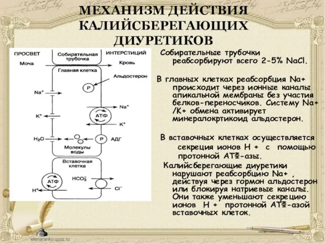 МЕХАНИЗМ ДЕЙСТВИЯ КАЛИЙСБЕРЕГАЮЩИХ ДИУРЕТИКОВ Собирательные трубочки реабсорбируют всего 2-5% NaCl. В