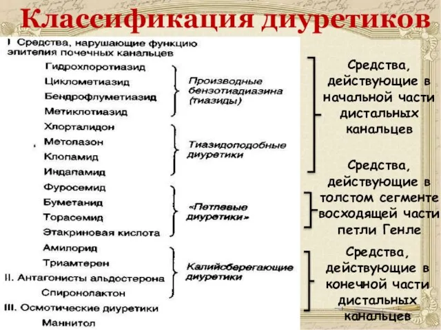 Классификация диуретиков Средства, действующие в начальной части дистальных канальцев Средства, действующие