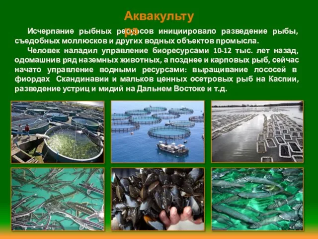 Исчерпание рыбных ресурсов инициировало разведение рыбы, съедобных моллюсков и других водных