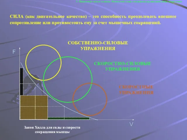 3. Мышечная сила и ее виды. Физиологические механизмы проявления силы спортсмена