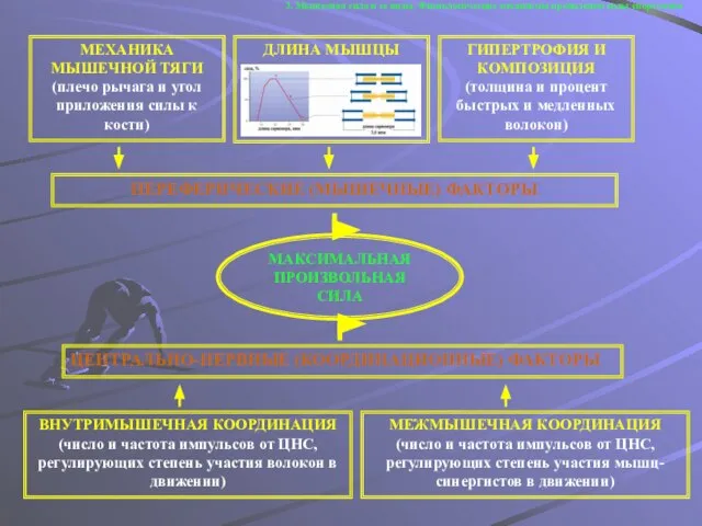 3. Мышечная сила и ее виды. Физиологические механизмы проявления силы спортсмена
