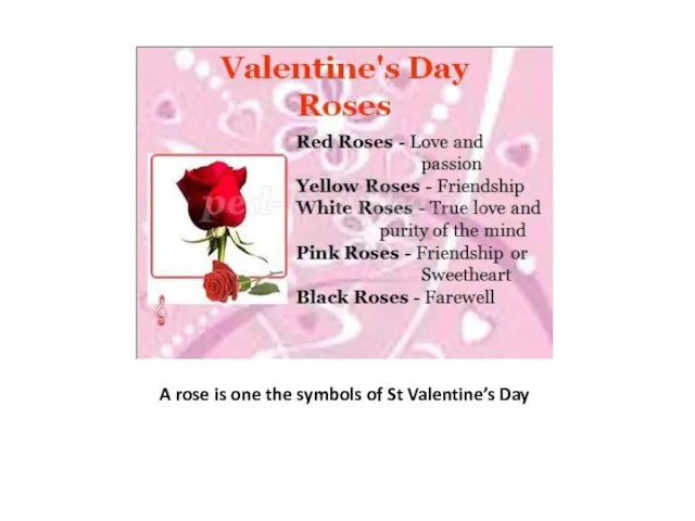 A rose is one the symbols of St Valentine’s Day