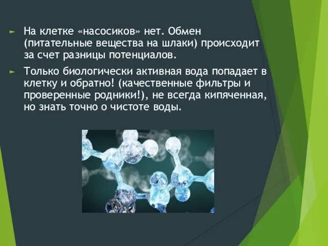 На клетке «насосиков» нет. Обмен (питательные вещества на шлаки) происходит за