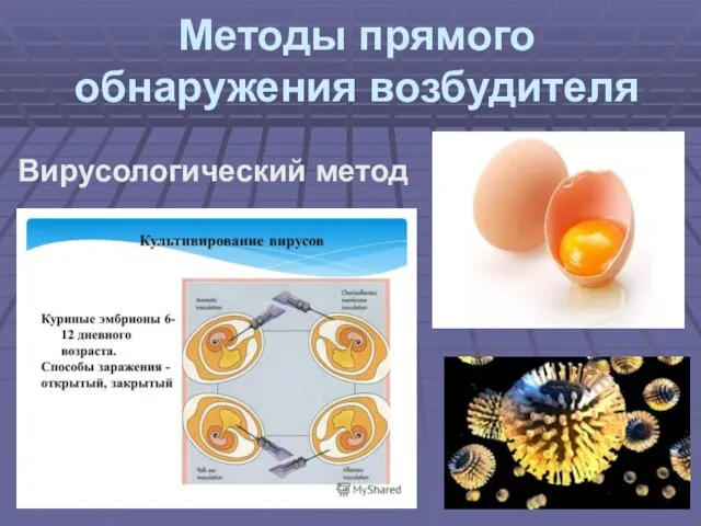 Методы прямого обнаружения возбудителя Вирусологический метод