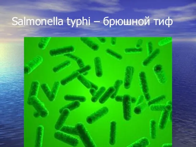 Salmonella typhi – брюшной тиф