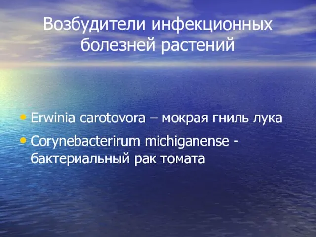 Возбудители инфекционных болезней растений Erwinia carotovora – мокрая гниль лука Corynebacterirum michiganense -бактериальный рак томата