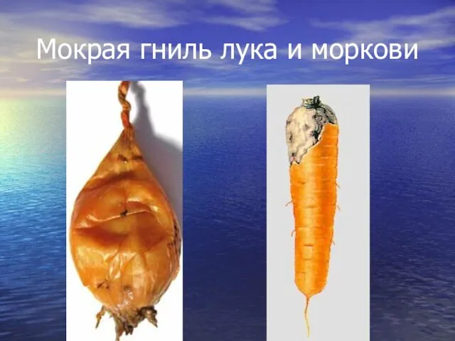 Мокрая гниль лука и моркови