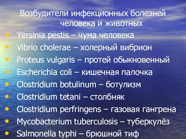 Возбудители инфекционных болезней человека и животных Yersinia pestis – чума человека