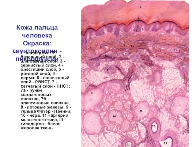 Кожа пальца человека Окраска: гематоксилин - пикрофуксин I - эпидермис: 1