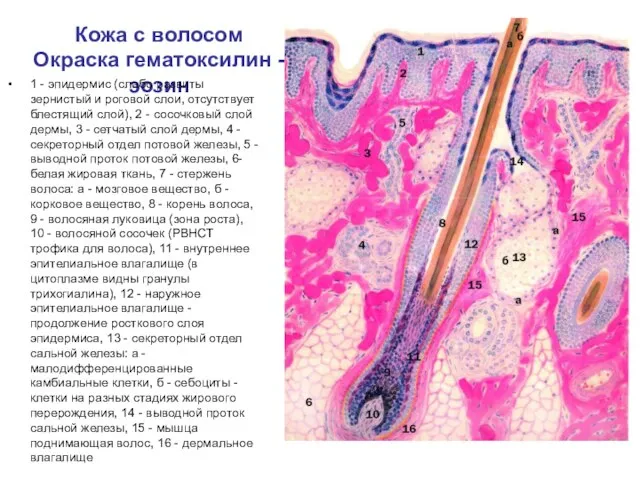 Кожа с волосом Окраска гематоксилин - эозин 1 - эпидермис (слабо