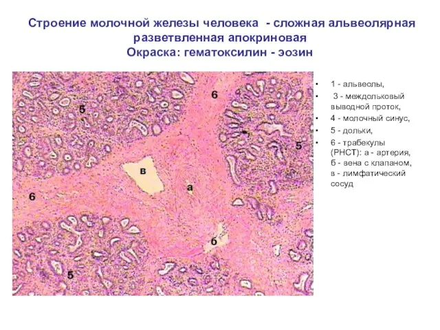 Строение молочной железы человека - сложная альвеолярная разветвленная апокриновая Окраска: гематоксилин