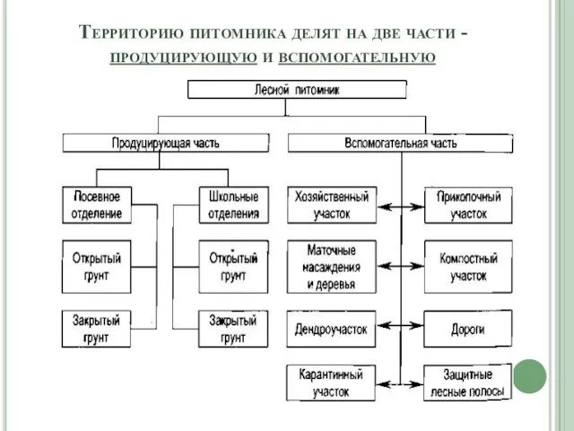 Территорию питомника делят на две части - продуцирующую и вспомогательную