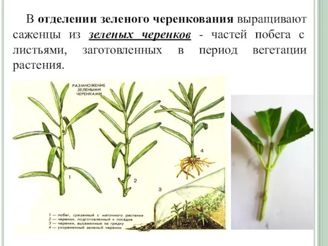 В отделении зеленого черенкования выращивают саженцы из зеленых черенков - частей