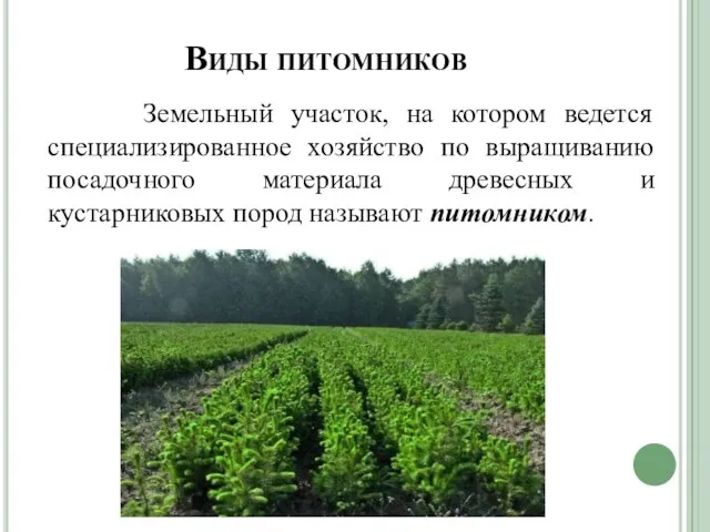 Виды питомников Земельный участок, на котором ведется специализированное хозяйство по выращиванию