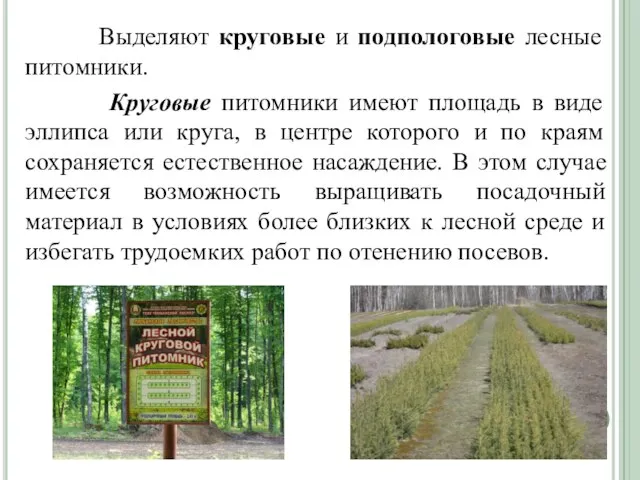 Выделяют круговые и подпологовые лесные питомники. Круговые питомники имеют площадь в