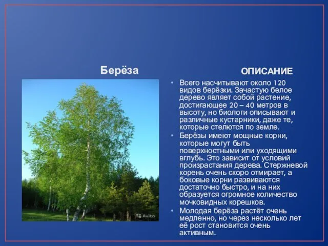 Берёза ОПИСАНИЕ Всего насчитывают около 120 видов берёзки. Зачастую белое дерево
