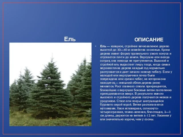 Ель ОПИСАНИЕ Ель — изящное, стройное вечнозеленое дерево высотой до 30—50