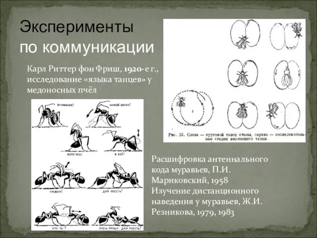 Эксперименты по коммуникации Карл Риттер фон Фриш, 1920-е г., исследование «языка