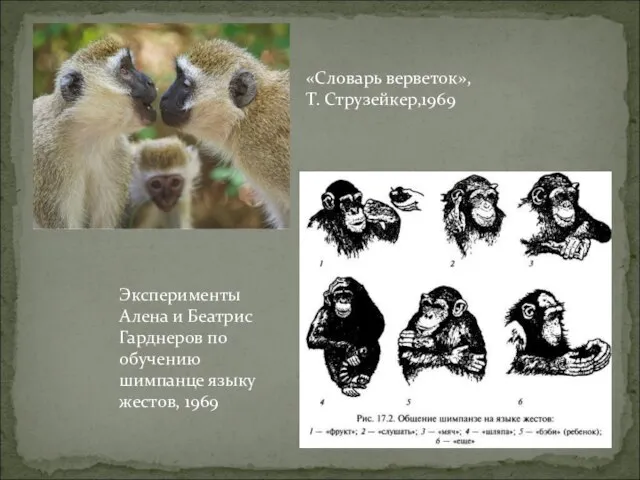 Эксперименты Алена и Беатрис Гаpднеpов по обучению шимпанце языку жестов, 1969 «Словарь верветок», Т. Стpузейкер,1969