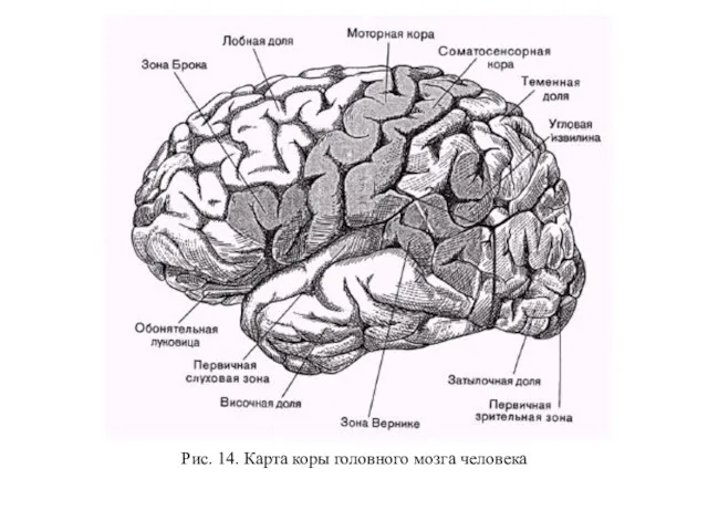 Рис. 14. Карта коры головного мозга человека