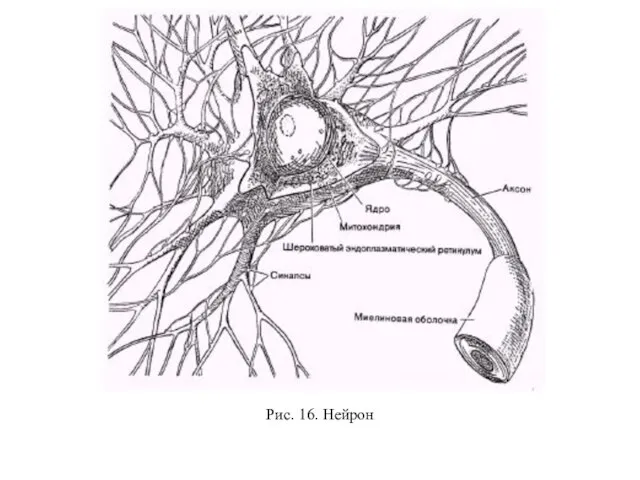 Рис. 16. Нейрон