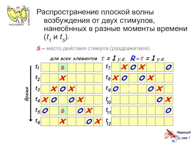 Распространение плоской волны возбуждения от двух стимулов, нанесённых в разные моменты