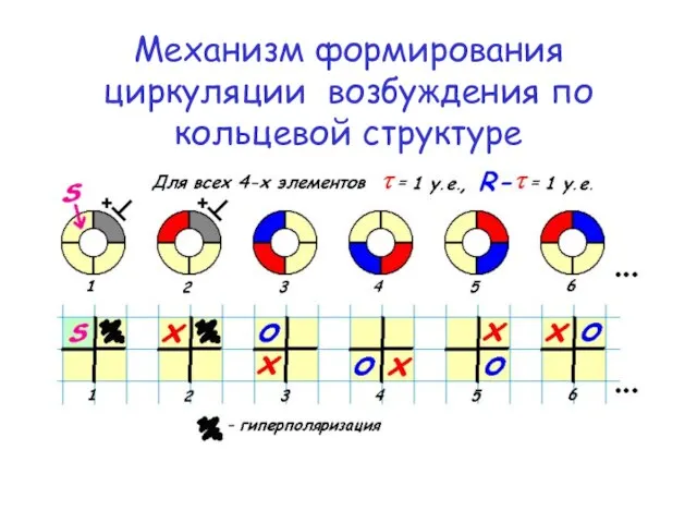 Механизм формирования циркуляции возбуждения по кольцевой структуре