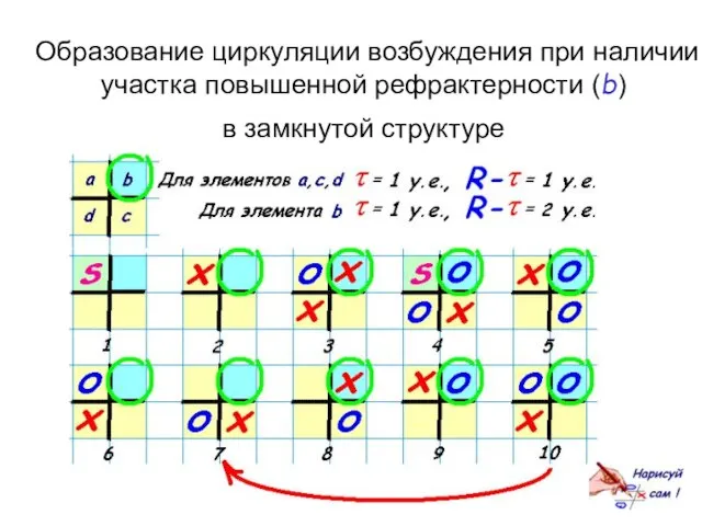 Образование циркуляции возбуждения при наличии участка повышенной рефрактерности (b) в замкнутой структуре