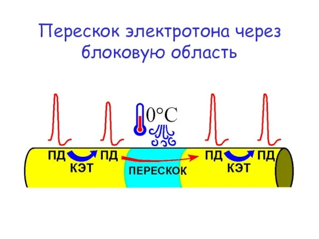 Перескок электротона через блоковую область
