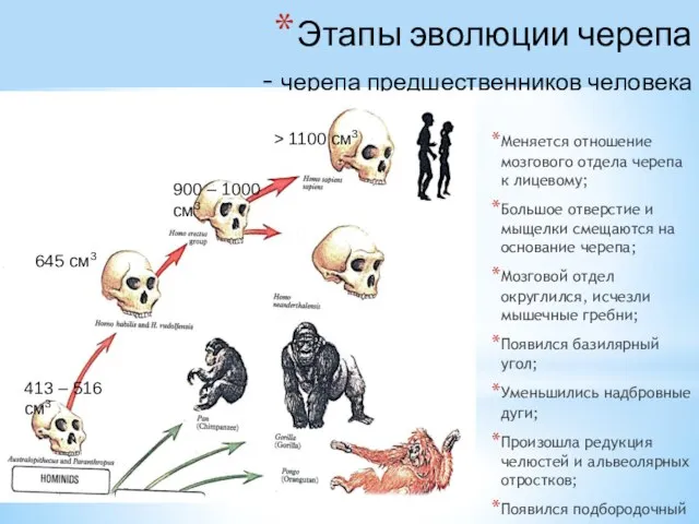 Этапы эволюции черепа - черепа предшественников человека Меняется отношение мозгового отдела