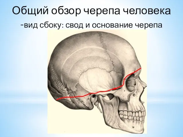 Общий обзор черепа человека -вид сбоку: свод и основание черепа