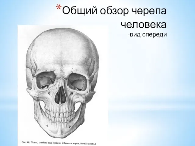 Общий обзор черепа человека -вид спереди